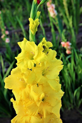 پیازگلایل زرد