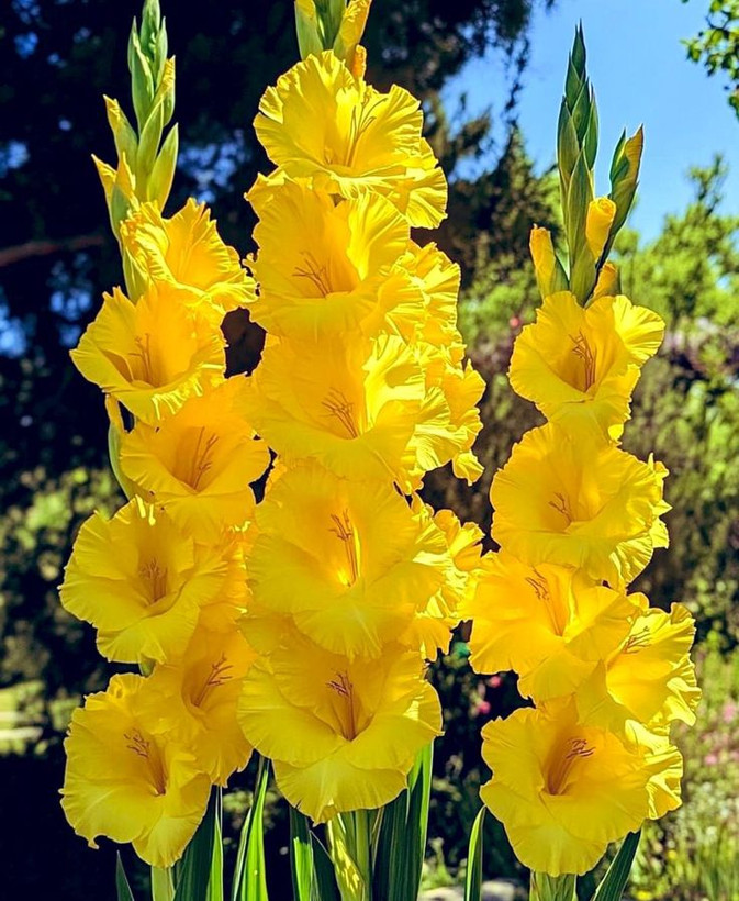 پیازگل گلایل رنگی عمده