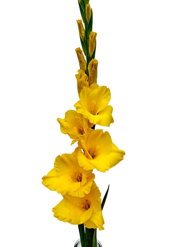 Yellowa gladiolus