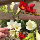 فرزیامعطررنگی