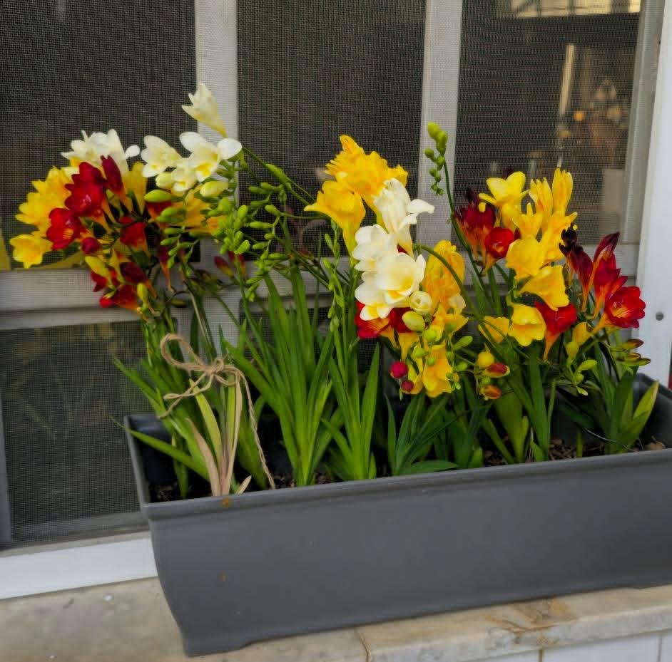 فرزیا معطرالوان