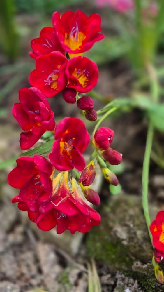 پیازگل فرزیا معطر