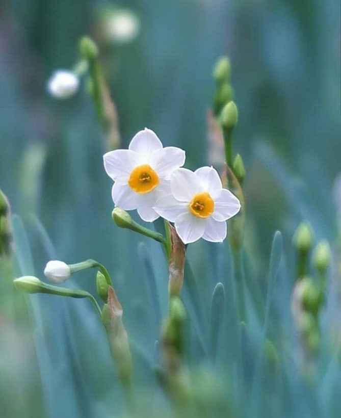 پیازگل نرگس شیراز