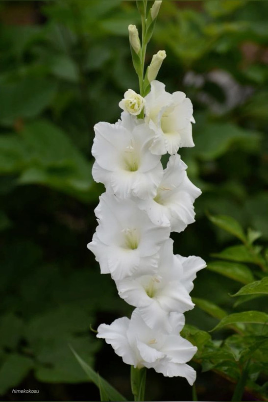 پیازگلایل سفیدسرشاخه