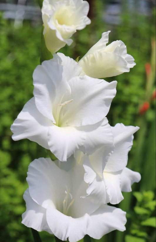 پیازگلایل هلندی سفید