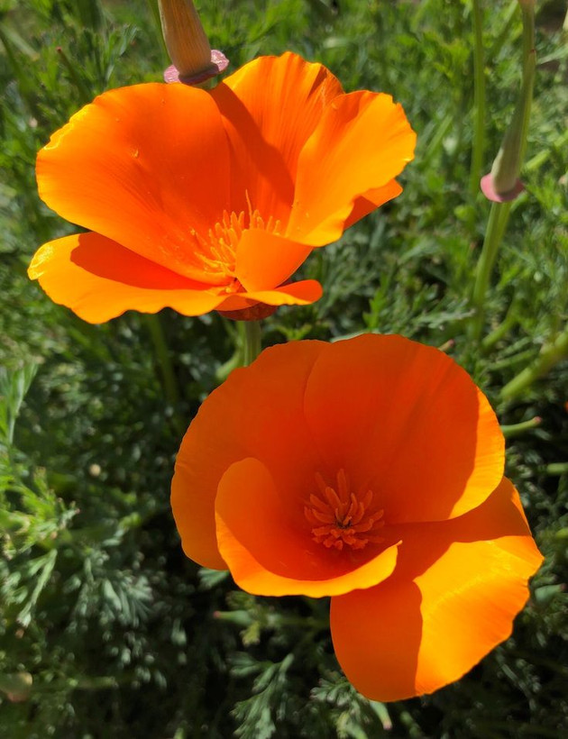 Californian poppy