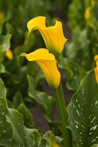 پیاز گل شیپوری هلندی زرد