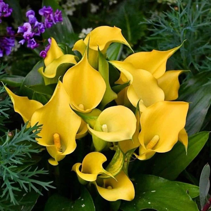 گل شیپوری زرد