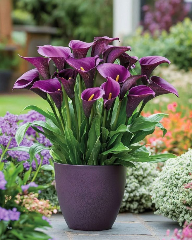 پیازشیپوری هلندی بنفش