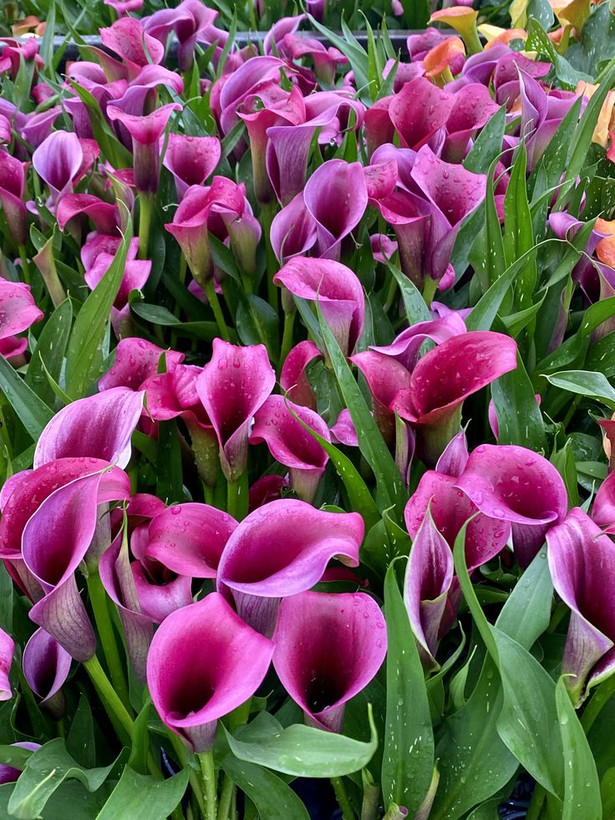 پیازگل شیپوری بنفش