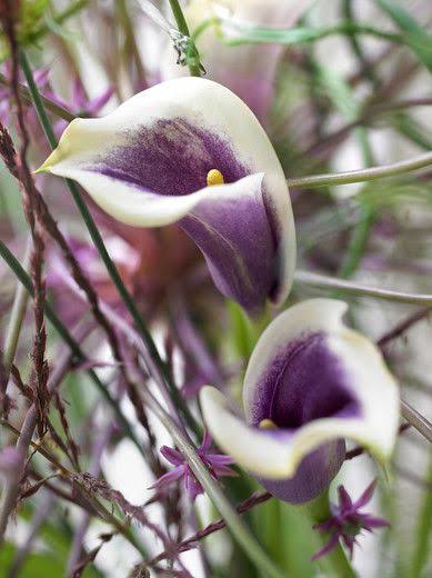 پیازگل شیپوری چندرنگ