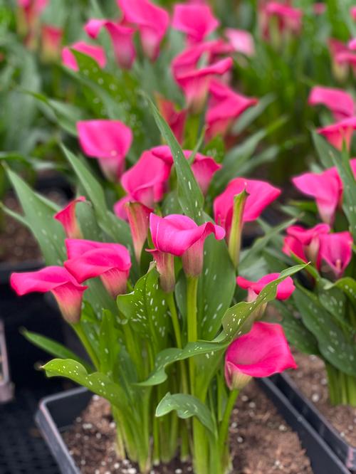 تیوبر شیپوری هلندی صورتی