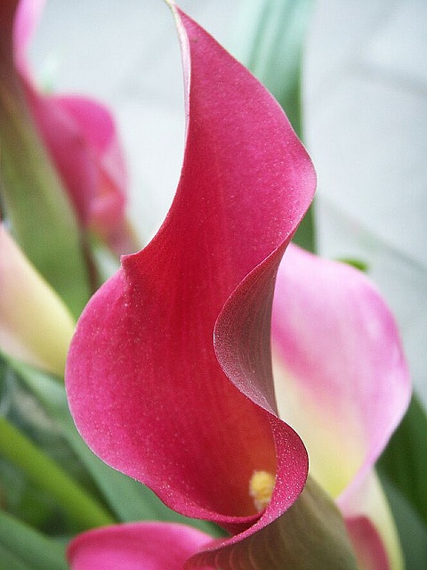 غده گل شیپوری هلندی صورتی