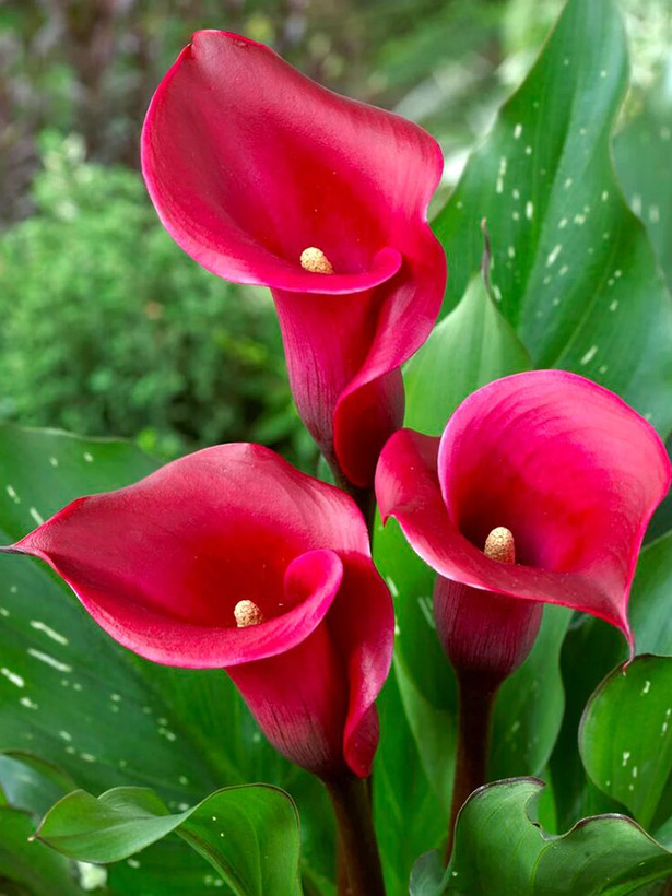 پبازشیپوری قرمز