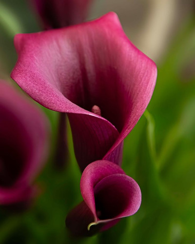 غده گل شیپوری جیگری