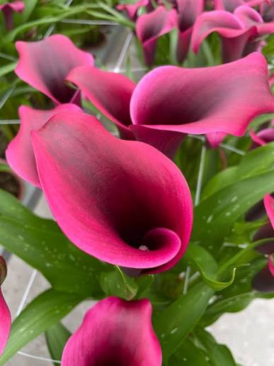 پیازگل شیپوری هلندی قرمزجیگری