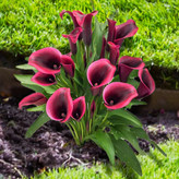 پیازشیپوری هلندی یاز