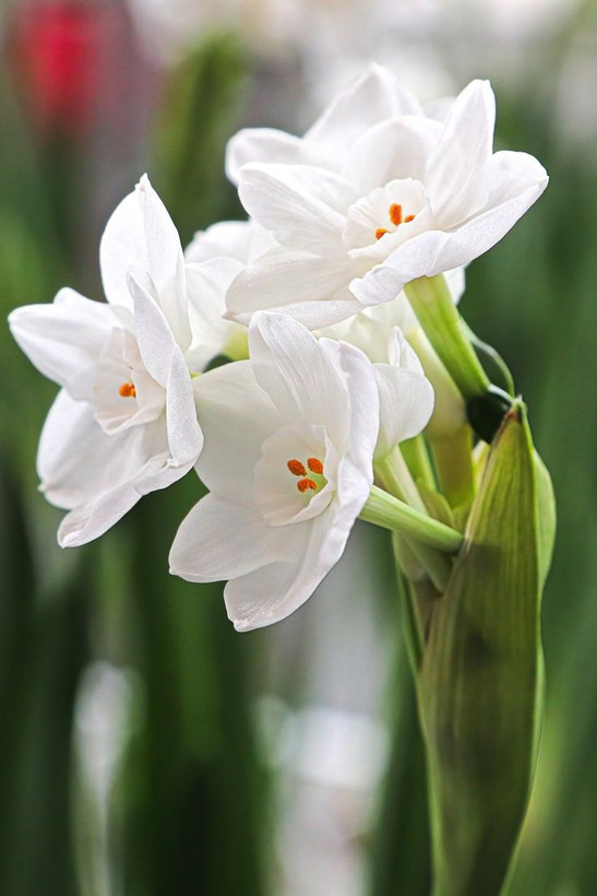 پیازنرگس عروس