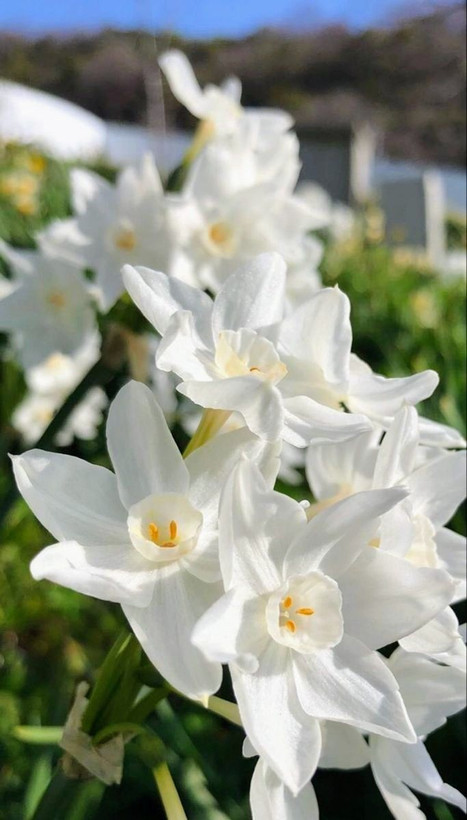 پیازنرگس کریسمس