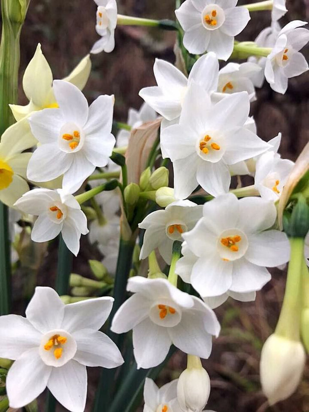 پیازگل نرگس هلندی کریسمس