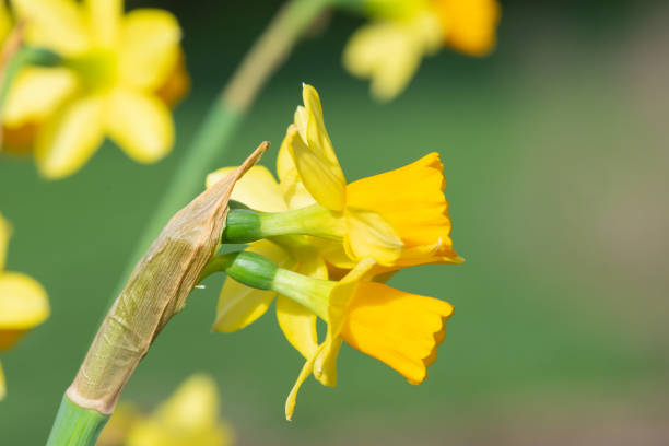 پیازنرگس هلندی جونکی