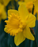 پیازنرگس ژونکی