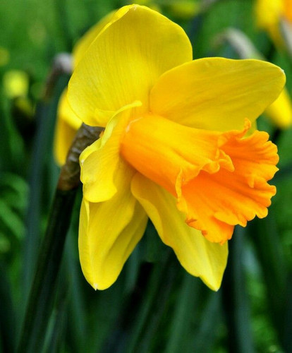 پیازنرگس ژونکی نارنجی