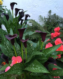 گل شیپوری مشکی