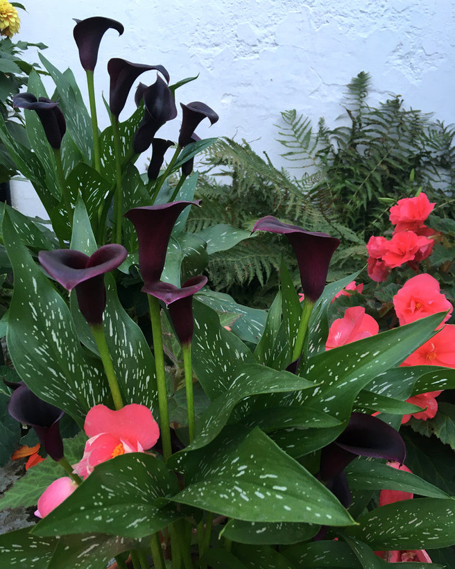 گل شیپوری مشکی