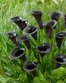 شیپوری کانتور