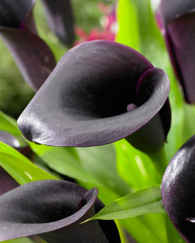 پیاز شیپوری مشکی