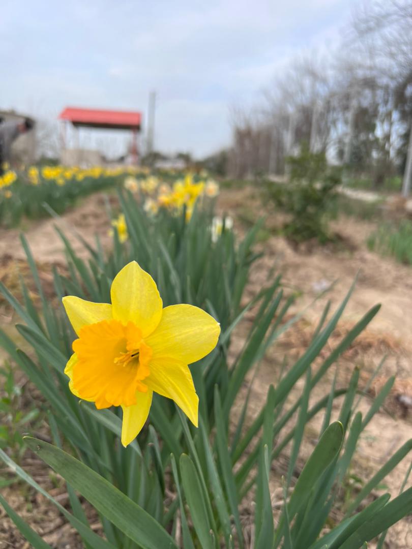 پیازنرگس هلندی ژونکی