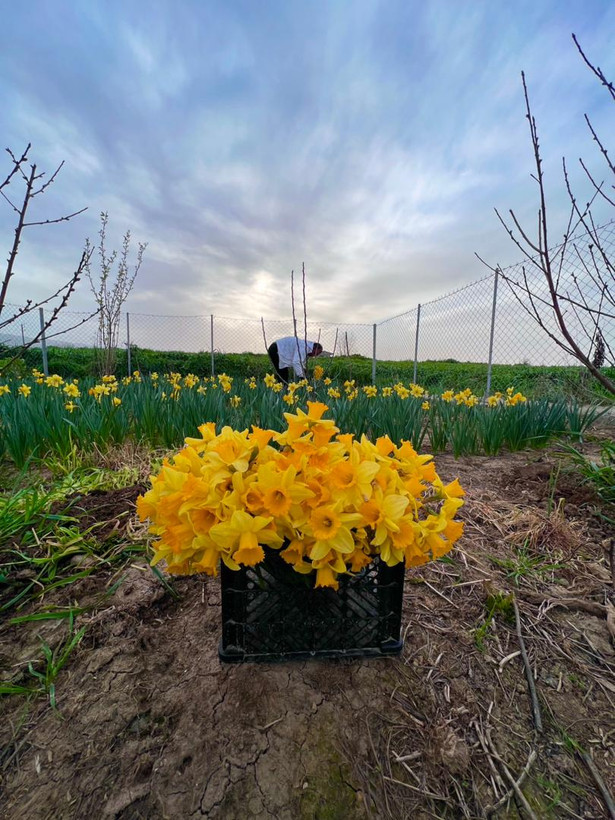 پیازنرگس هلندی زرد