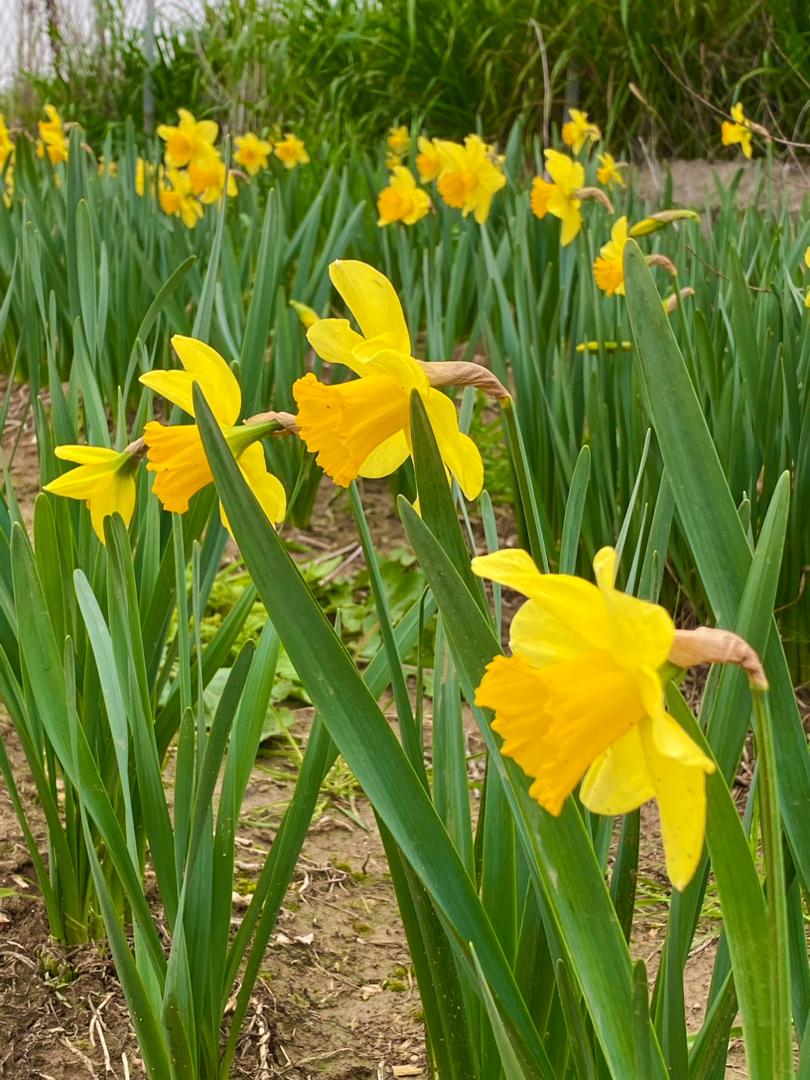 پیازنرگس جونکی کاسه نارنجی