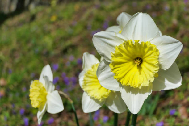 پیازنرگس هلندی ایس فولیس