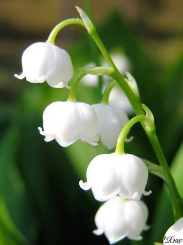 گل موگه سفید