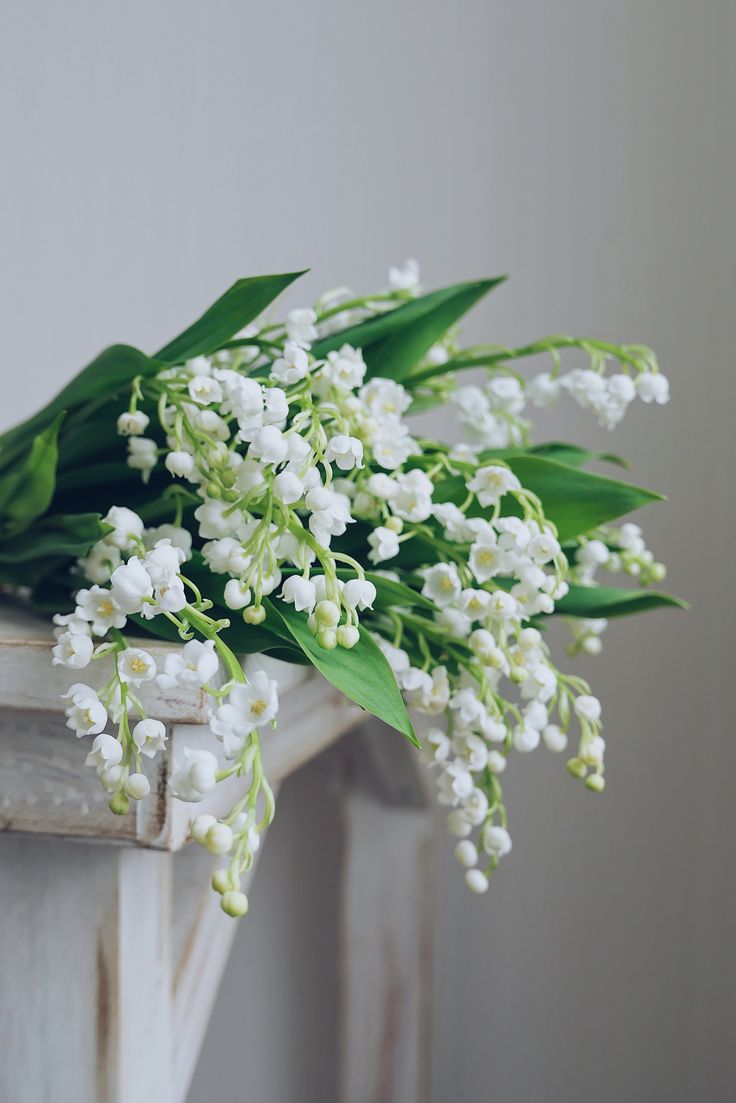 ریشه گل موگه سفید عطری