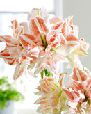 امارلیس ملکه رقصنده