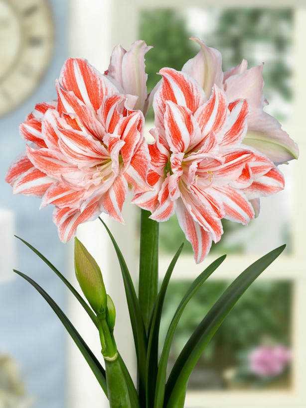 Dancing Queen amaryllis