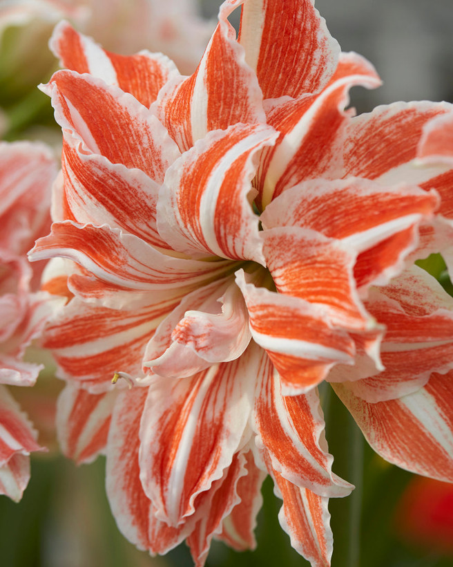 Amaryllis Dancing Queen