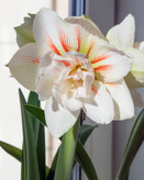 پیازامارلیس هلندی نیمف