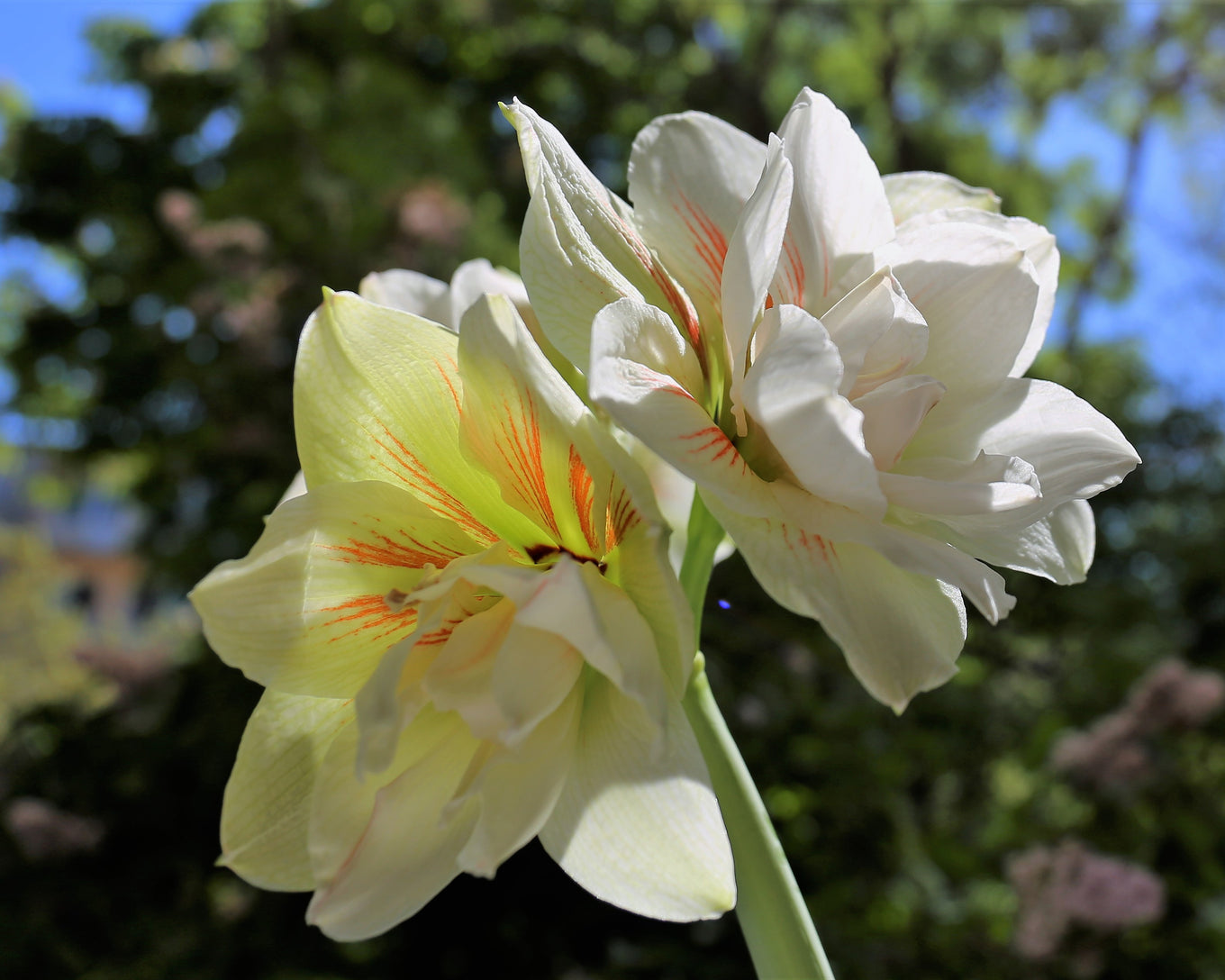 پیاز امارلیس هلندی خاص