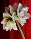 پیاز امارلیس هلندی درشت