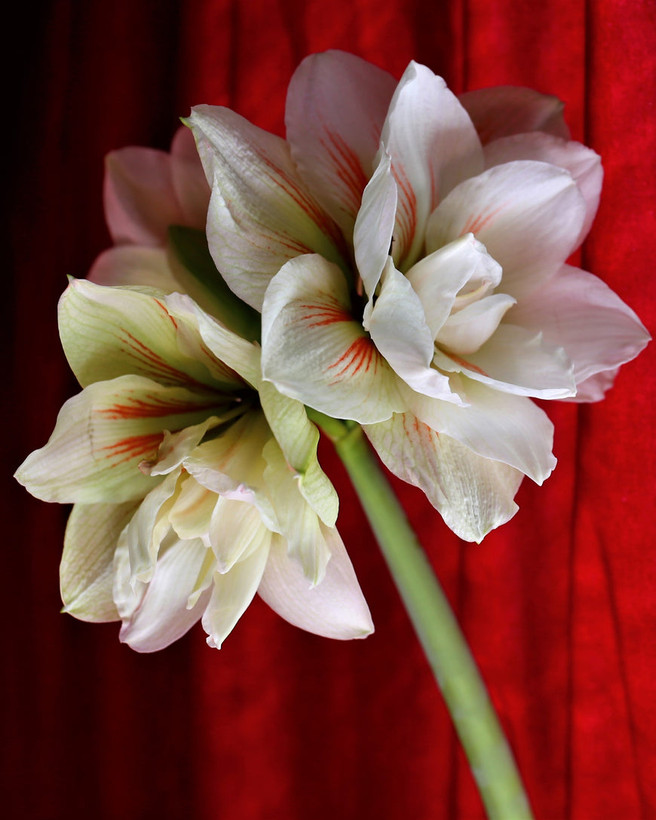 پیاز امارلیس هلندی درشت