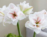 امارلیس رنگ خاص