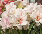 پیازامارلیس هلندی Aquero