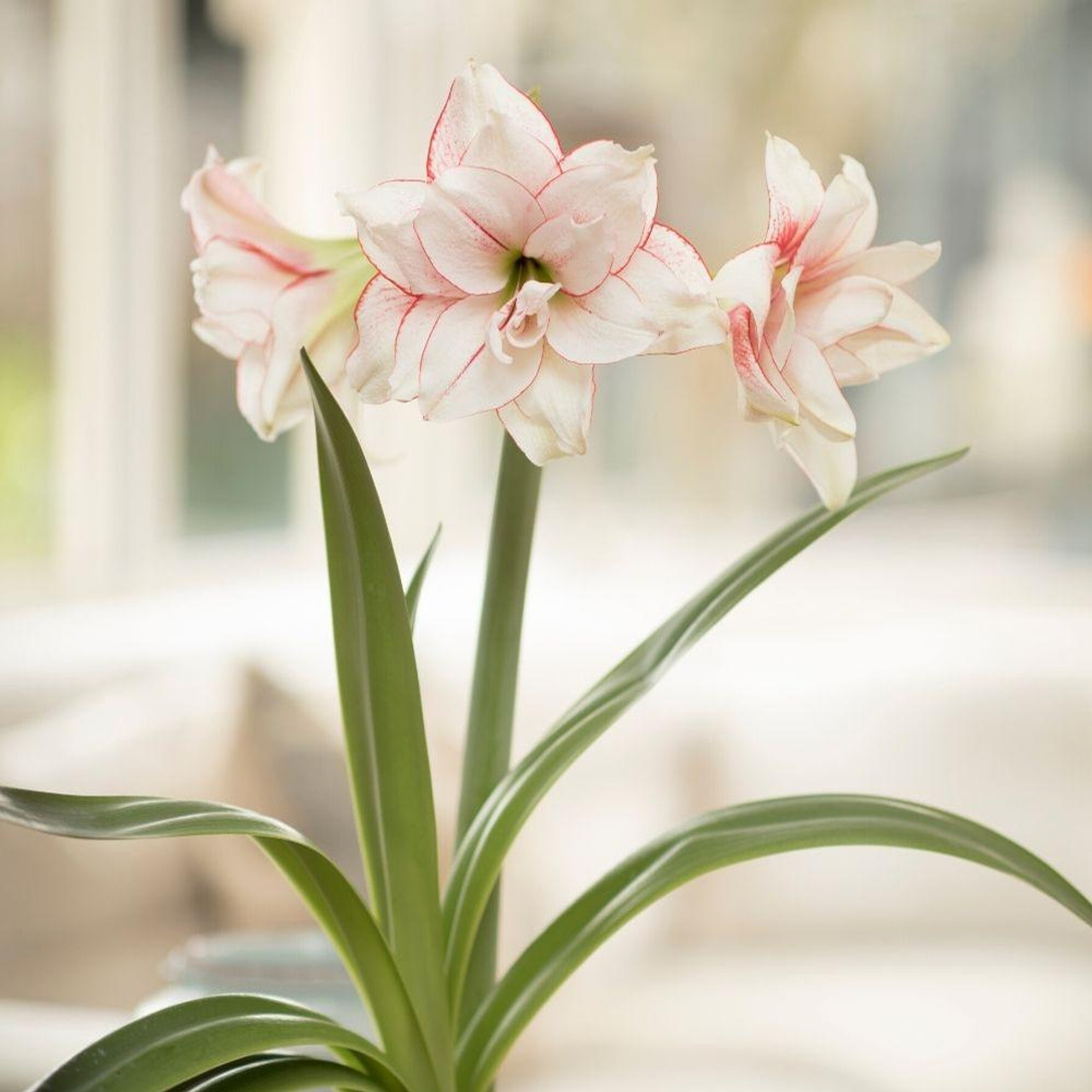 پیاز اماریلیس هلندی