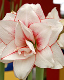 پیازامارلیس Elvas