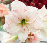 پیاز اماریلیس هلندی elvas