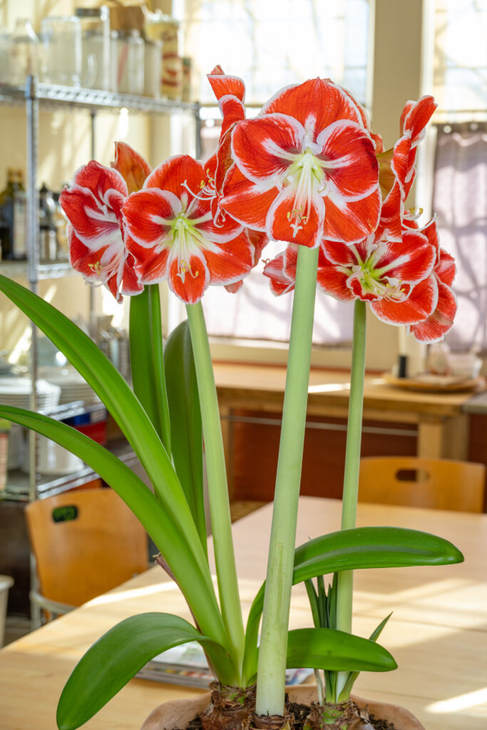 امارلیس پرپرهلندی دورنگ